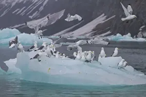 Colonies Prints: Adult black-legged kittiwakes (Rissa tridactyla) resting on ice in the Svalbard Archipelago
