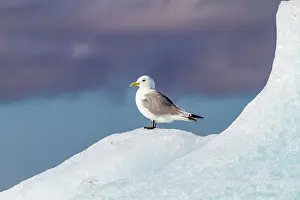 Breeding Ground Prints: Adult black-legged kittiwakes (Rissa tridactyla) resting on ice in the Svalbard Archipelago