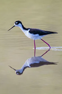 Shorebird Prints: Adult black-necked stilt (Himantopus mexicanus) wading and feeding in a brackish water lagoon on Floreana Island