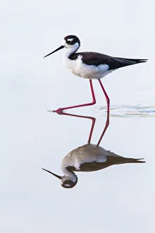 Naturalist Prints: Adult black-necked stilt (Himantopus mexicanus) wading and feeding in a brackish water lagoon on Floreana Island