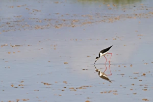 Wading Prints: Adult black-necked stilt (Himantopus mexicanus)