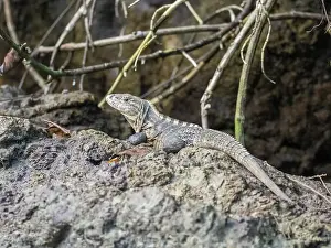 Iguana Prints: An adult black spiny-tailed iguana (Ctenosaura similis) basking in the sun