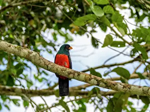 Plumage Prints: Adult black-tailed Trogon, Trogon melanurus, perched in a tree on the Rio El Dorado, Peru