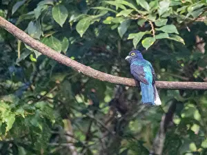 Birding Prints: Adult black-tailed Trogon, Trogon melanurus, perched in a tree on the Rio El Dorado, Peru