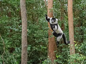 Sanctuary Prints: Adult black and white ruffed lemur jumps between trees in a forest setting on Lemur Island in Madagascar