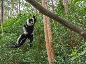Hanging Prints: Adult black and white ruffed Lemur swings between trees in its habitat in Madagascar