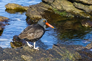 Carcass Island Prints: Adult blackish oystercatcher (Haematopus ater)