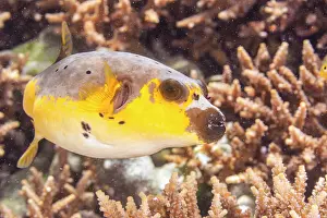Bangka Island Prints: An adult blackspotted puffer (Arothron nigropunctatus)