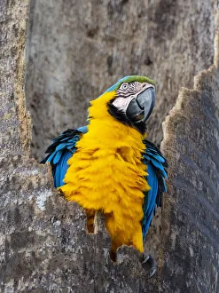 Macaw Prints: An adult blue-and-gold macaw (Ara ararauna)