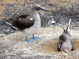 Animal Nest Prints: Adult blue-footed boobies (Sula nebouxii) nest exchange at Punta Pitt