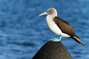 Shorebird Prints: Adult blue-footed booby (Sula nebouxii) in the Galapagos Island Archipelago