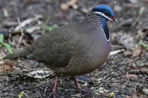 Adult Animal Prints: An adult blue-headed quail-dove (Starnoenas cyanocephala)