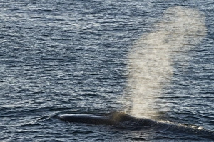 Blue Whale Prints: Adult blue whale (Balaenoptera musculus)