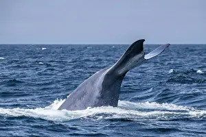 An adult blue whale (Balaenoptera musculus) flukes-up dive in Monterey Bay National Marine Sanctuary, California, United States of America, North America