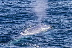 Adult blue whale (Balaenoptera musculus) surfacing off northwestern Spitsbergen Island, Svalbard, Barents Sea, Norway, Scandinavia, Europe