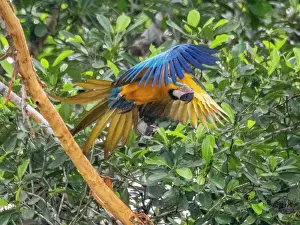 Beak Prints: Adult blue and yellow macaw, Ara ararauna