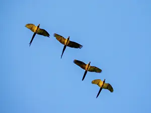 Creek Prints: Adult blue and yellow macaws, Ara ararauna