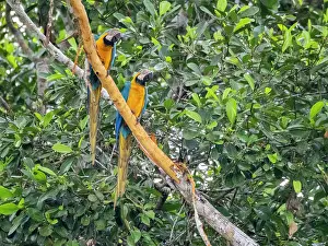 Macaw Prints: Adult blue and yellow macaws, Ara ararauna, perched in a tree on the Rio El Dorado, Peru