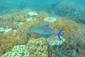 Animals In The Background Prints: An adult bluefin trevally (Caranx melampygus)