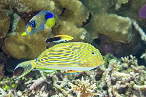 Three Animals Prints: An adult bluestreak cleaner wrasse (Labroides dimidiatus) at a cleaning station on the reef off Kri Island