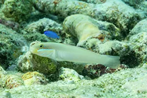 Animals In The Background Prints: An adult bluestreak goby (Valenciennea strigata)