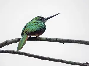 Avifauna Prints: Adult bluish-fronted jacamar, Galbula cyanescens
