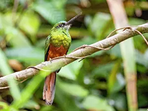 Refuge Prints: Adult bluish-fronted jacamar, Galbula cyanescens