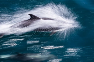 Swimming Prints: Adult bottlenose dolphin (Tursiops truncatus)