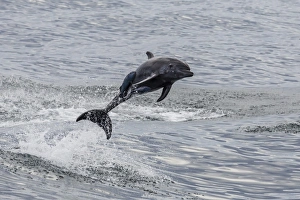 Adult bottlenose dolphin (Tursiops truncatus), leaping into the air near Santa Rosalia