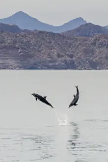 Leaping Prints: Adult bottlenose dolphins (Tursiops truncatus) leaping in the waters near Isla Danzante
