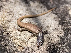 Lizard Prints: Adult boulder mabuya Trachylepis vato resting on rocky surface in Madagascar's natural environment