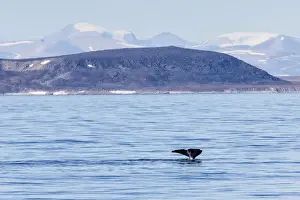 Adult bowhead whale (Balaena mysticetus) flukes up dive off the Cumberland Peninsula, Baffin Island, Nunavut, Canada, North America