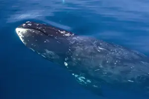 Adult bowhead whale (Balaena mysticetus) surfacing in Arctic Harbour, Isabella Bay, Baffin Island, Nunavut, Canada, North America
