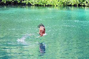 Tropical Climate Prints: An adult Brahminy kite (Haliastur indus)