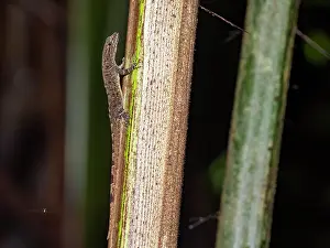 Skills Prints: An adult bridled forest gecko, Gonatodes humeralis