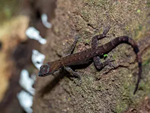 Amazon Prints: An adult bridled forest gecko, Gonatodes humeralis