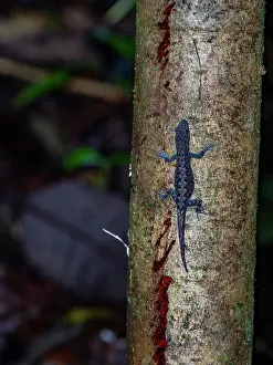 Reptiles Prints: An adult bridled forest gecko, Gonatodes humeralis