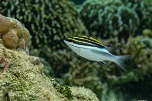 Bangka Island Prints: An adult bridled monocle bream (Scolopsis bilineata)