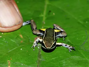 Finger Prints: An adult brilliant-thighed poison-arrow frog