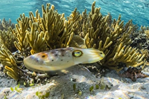 Cuttlefish Prints: Adult broadclub cuttlefish (Sepia latimanus)