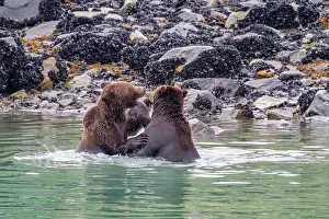 Ursus Prints: Adult brown bear pair (Ursus arctos) mock-fighting at Scidmore Cut in Glacier Bay National Park