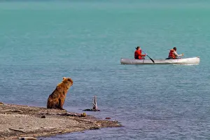 Kayaking Prints: Adult brown bear sow (Ursus arctos) watching human activities at the Brooks River
