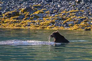 Ursus Prints: Adult brown bear (Ursus arctos) feeding on humpback whale carcass in Glacier Bay National Park
