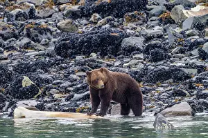 Ursus Prints: Adult brown bear (Ursus arctos) feeding on humpback whale carcass in Glacier Bay National Park