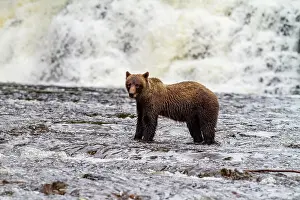 Natural Setting Prints: Adult brown bear (Ursus arctos) fishing for pink salmon at Pavlof Harbor on Chichagof Island