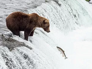 Flowing Water Gallery: An adult brown bear (Ursus arctos) fishing for salmon at Brooks Falls