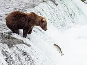 Salmon Prints: An adult brown bear (Ursus arctos) fishing for salmon at Brooks Falls