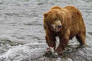 Salmon Prints: Adult brown bear (Ursus arctos) foraging for salmon at the Brooks River