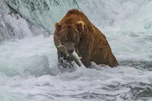Salmon Prints: Adult brown bear (Ursus arctos) foraging for salmon in the Brooks River