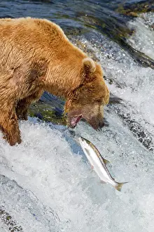 Salmon Prints: Adult brown bear (Ursus arctos) foraging for salmon at the Brooks River
